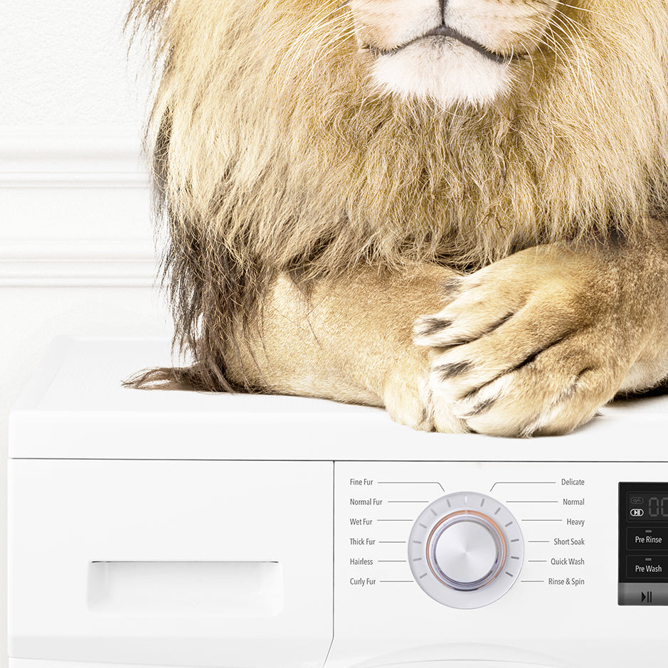 Lion on Washing Machine - Simple White Wall