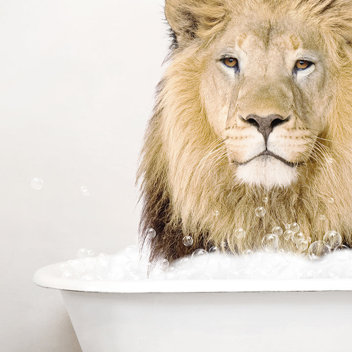 Male Lion in Rustic Bath