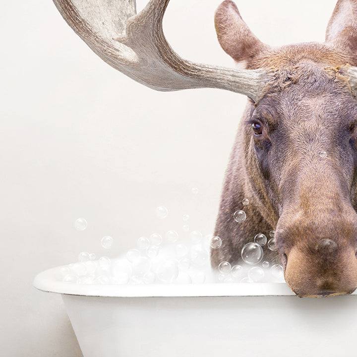 Moose in Rustic Bath