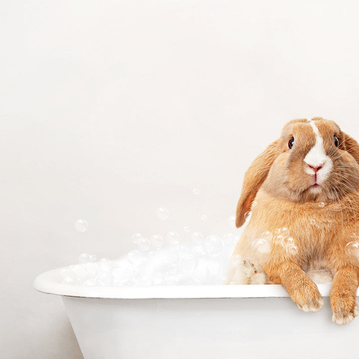 Pudge Bunny in Rustic Bath