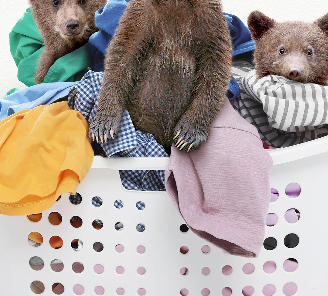 Three Bear Cubs in Laundry Basket - Simple White Wall