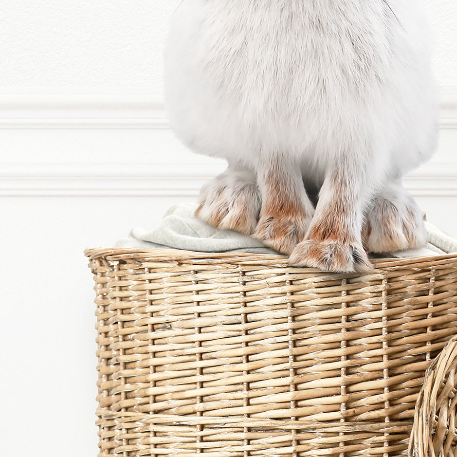 Snowshoe Hare in Laundry Basket - Simple White Wall