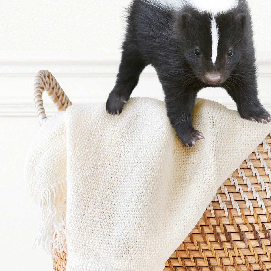 Skunk in Laundry Basket - Simple White Wall