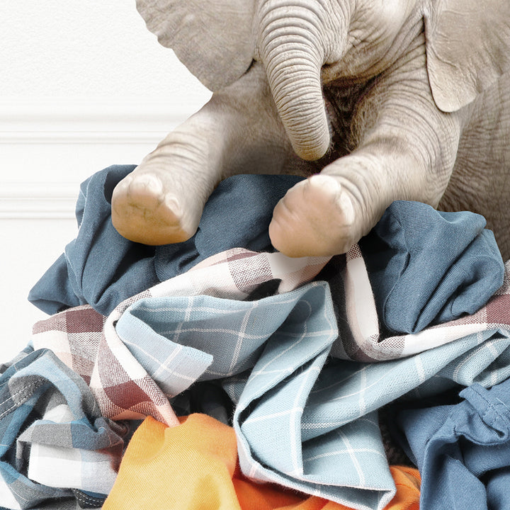 Baby Elephant on Laundry Clothes Pile - Simple White Wall