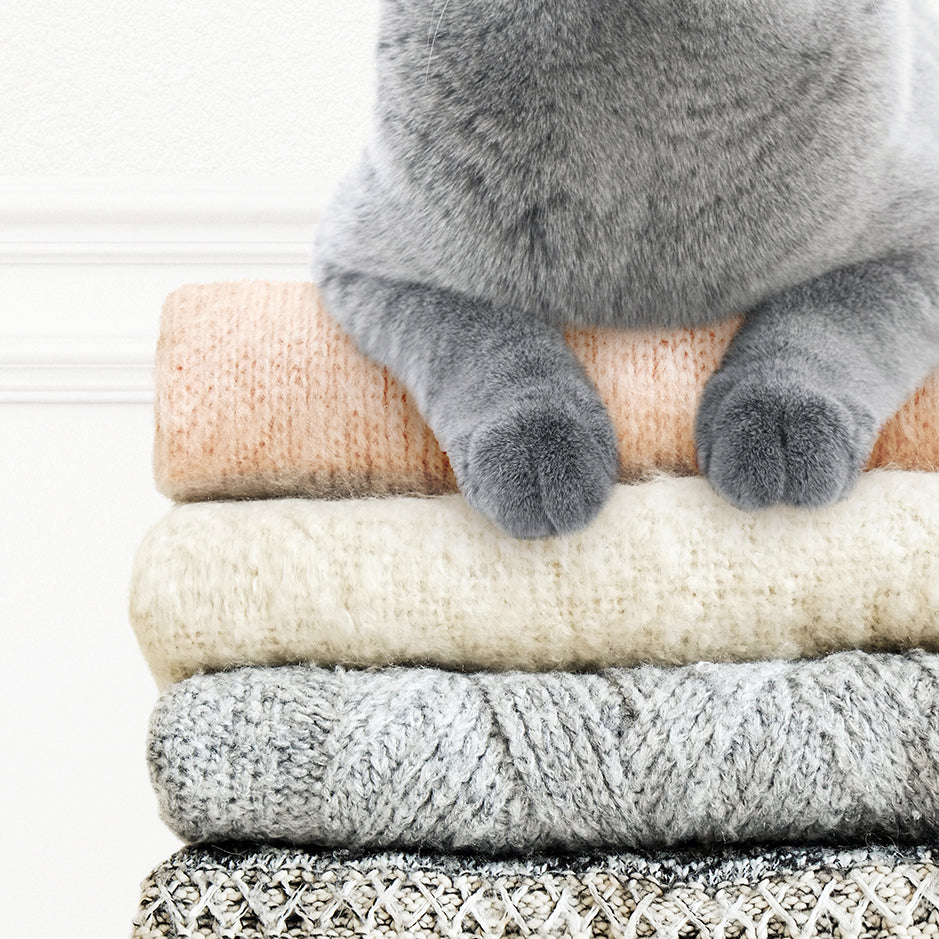 Cat on Sweaters - Simple White Wall