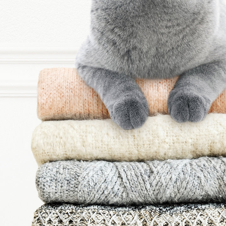 Cat on Sweaters - Simple White Wall