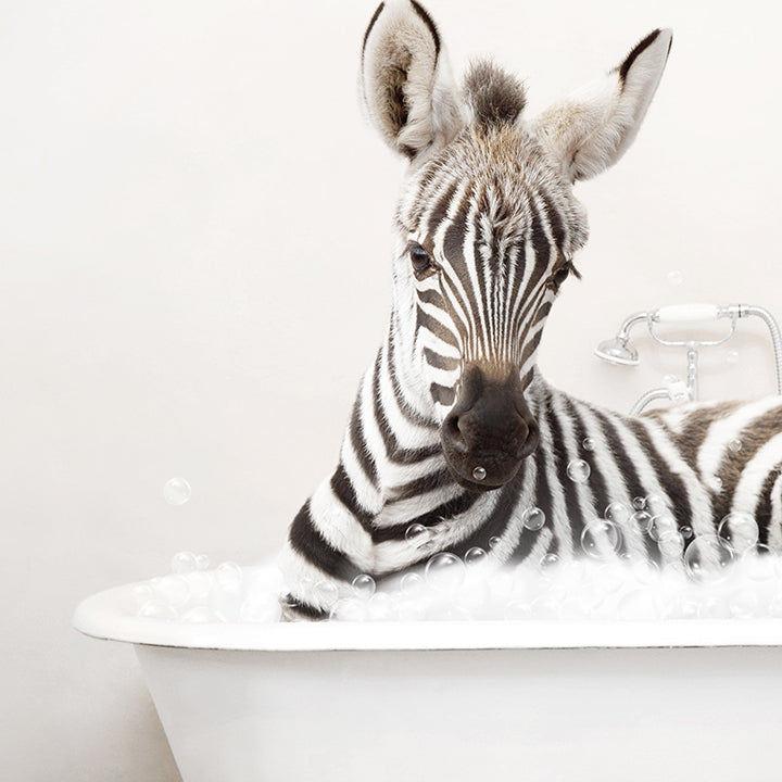 Baby Zebra in Rustic Bath